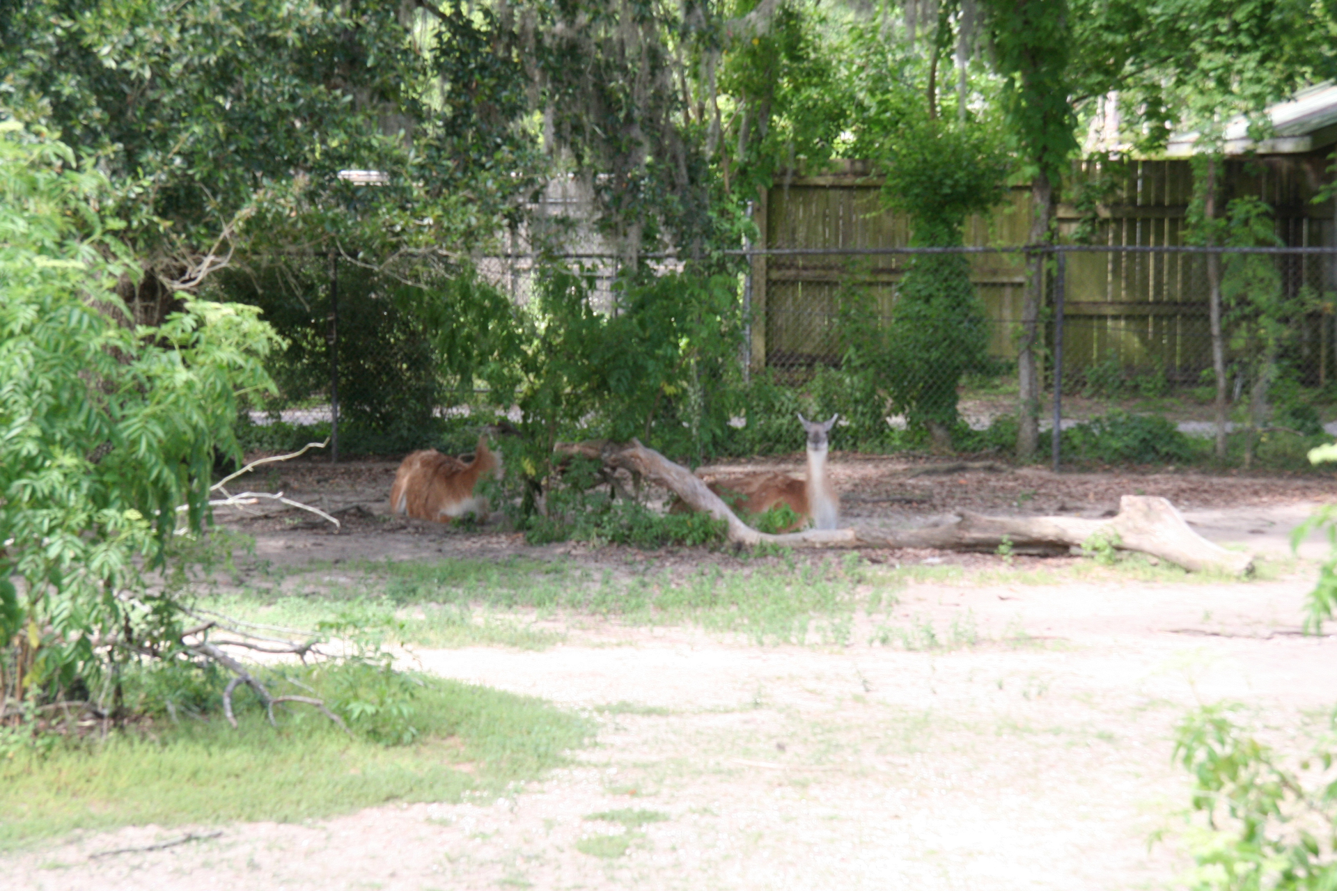 Südamerikanische Guanakos/South American guanacos